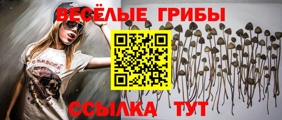 Псилоцибиновые грибы Psilocybe Кубинка